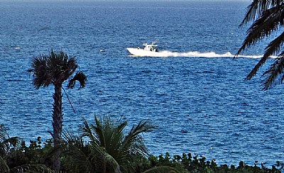 Boat & Trees