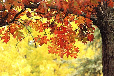 Oak Leaves against Yellow