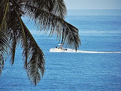 Palm Tree & Boat
