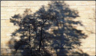 christmas shadowtree