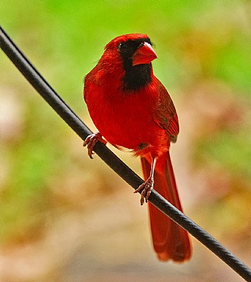 cardinal on the line