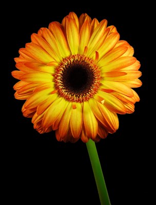 Gerbera Sunshine