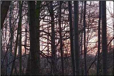 sunset wood