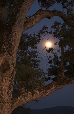 Moon in Branches