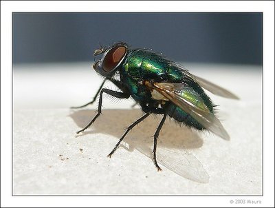 fly