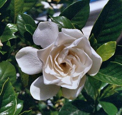 Gardenia