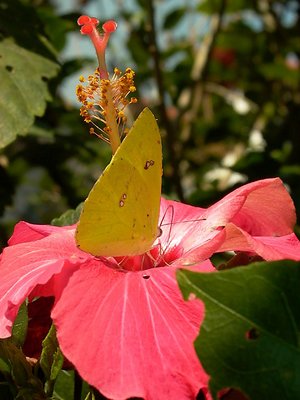 Yellow Butterfly - Borboleta Amarela