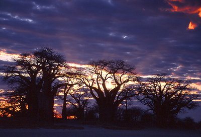 Sunrise at Kalahari desert - Botswana