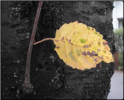 little leaf-face