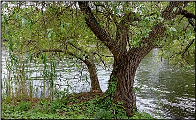 riverside tree