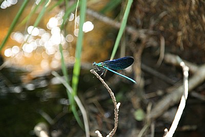 the blue dragonfly