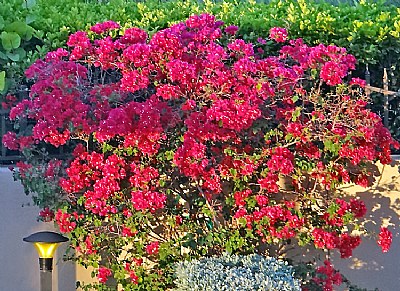 Colour