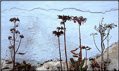 graveyard flowers