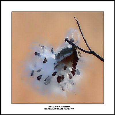 Autumn Milkweed