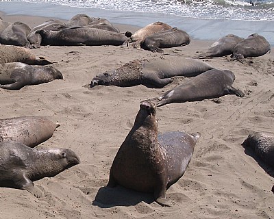 Elephant Seal