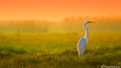 Egret during dawn