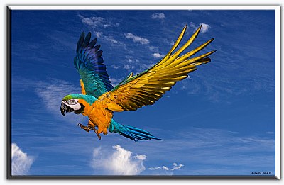 landing parrot