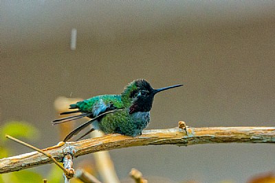 When hummingbirds rest