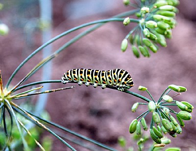 Caterpillar