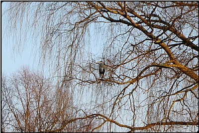 the egret in the tree
