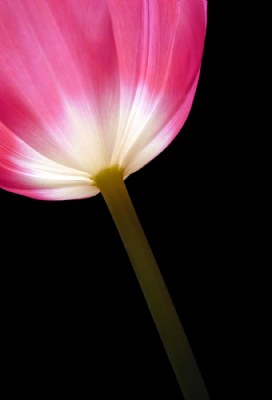 Tulip Luminosity