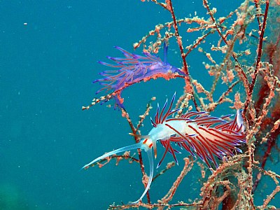 nudibranches