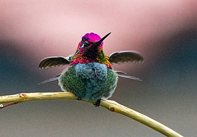 When hummingbirds rest 2