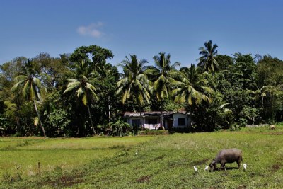 Rural scene