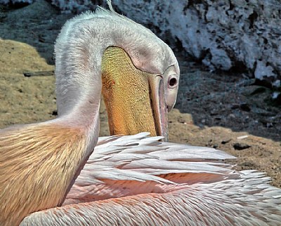 Pelican