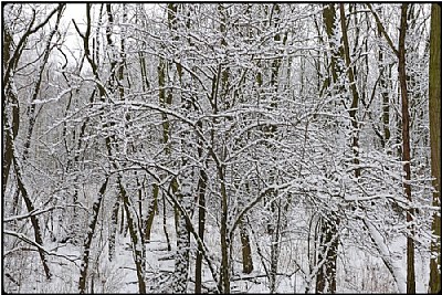 little snowtree