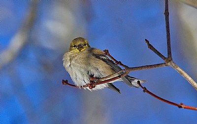 American goldfinch -fluffed.