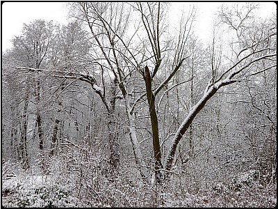 three snowtrees