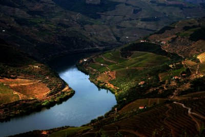 Douro Vineyards