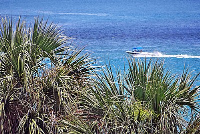 Trees & Boat