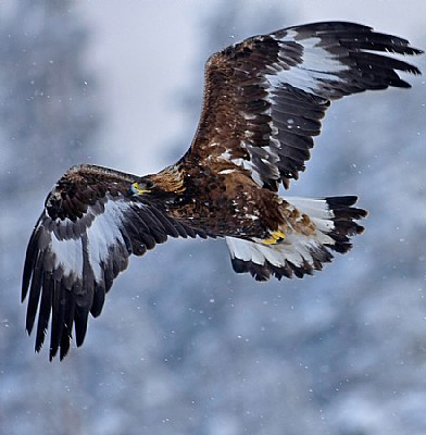 Golden eagle in snowfall