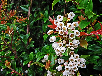 Flower "Bells"