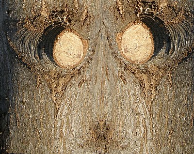 Tree Eyes 3