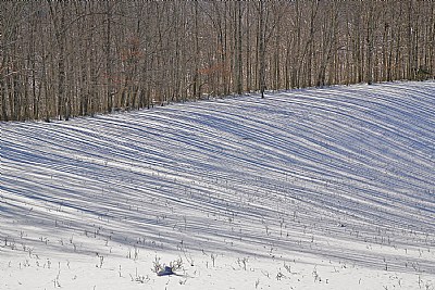 lines in the snow