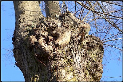 owl tree