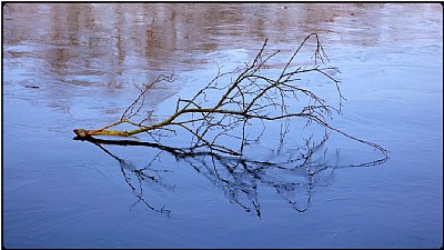 twig on ice