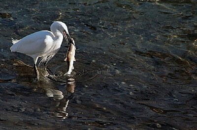 a pesca nel Crati