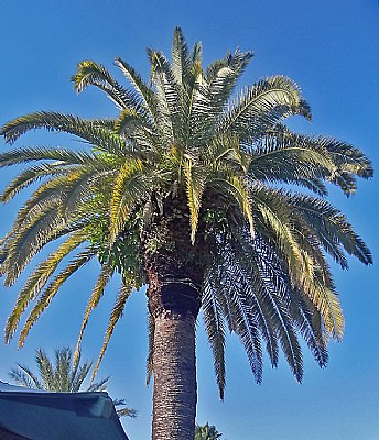 Palm Tree on Blue