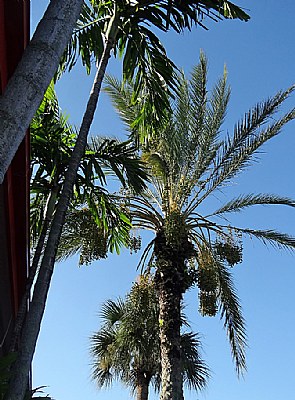 Blue & Palm Trees