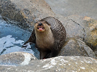 Fresh Water Otter