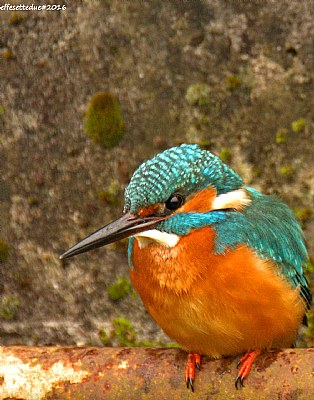 Kingfisher