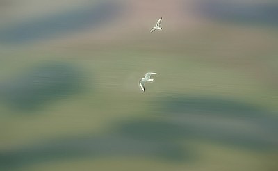 Seagulls in flight