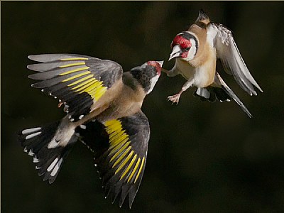 Goldfinches in Flight