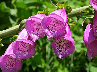 Fox Glove Flower