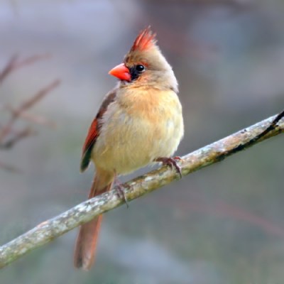 Cardinal on a limb