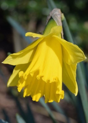 Daffodil 